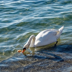 Animaux